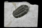 Prone Eldredgeops Trilobite - Sylvania, Ohio #175641-2